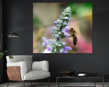 Macro of a bee on a sage blossom by ManfredFotos