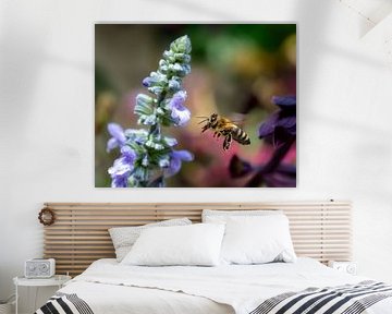 Macro of a bee approaching a sage blossom by ManfredFotos