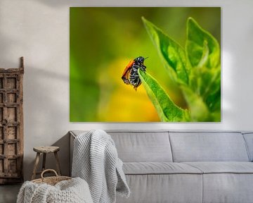 Ladybug crawling on a green leaf by ManfredFotos