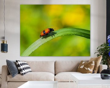 Ladybug crawling on a green leaf by ManfredFotos