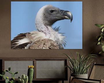 Witruggier (Gyps africanus) van Ronald Pol