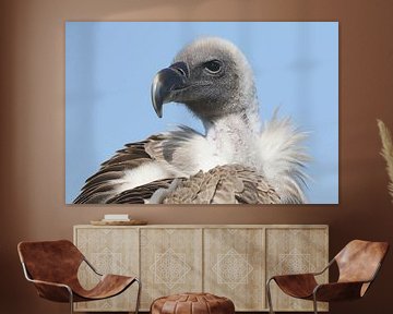 Witruggier (Gyps africanus) van Ronald Pol