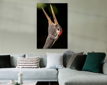 Paringsroep Japanse kraanvogel.