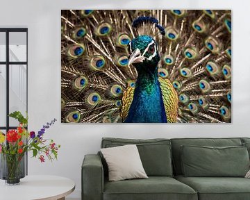 Kleurrijke close-up van pauwenveren en pauw van Art & Soul Creations