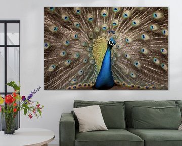 Prachtige kleurrijke pauw met uitgestrekte veren van Art & Soul Creations