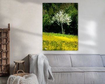Flowering tree in a yellow flower meadow