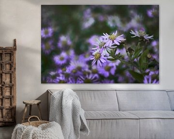 Fotokunst van Paarse Asters in Bloei – Perfect voor Natuurliefhebbers en Moderne Interieurs van Elianne van Turennout