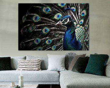 Prachtige pauw met kleurrijke veren in detail van Art & Soul Creations