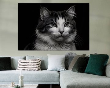 Black-and-white cat portrait with intense gaze