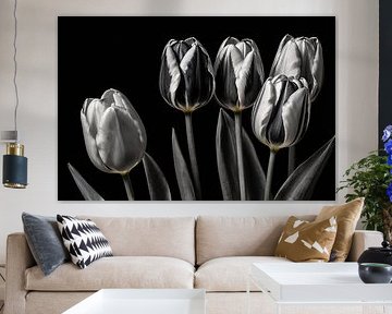 Black and white tulips on dark background