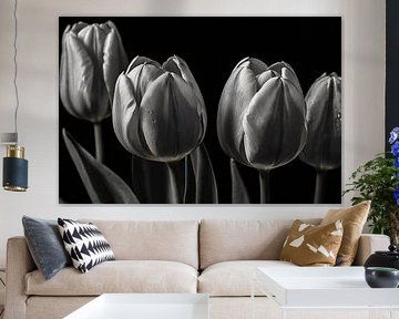 Black and white tulips with subtle water drops by Art & Soul Creations