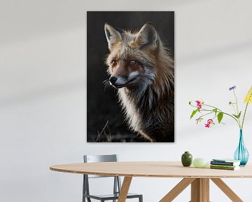 Realistic fox with dark background by Art & Soul Creations