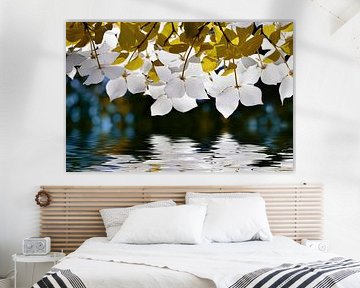 Dogwood by Violetta Honkisz