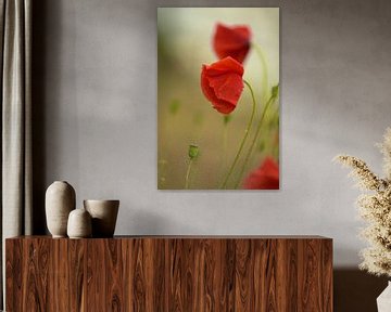 Poppies with drops by Eveline Lenderink