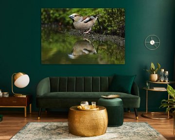 Appelvink (Coccothraustes coccothraustes) van Ronald Pol