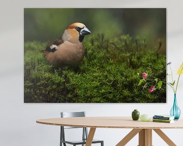 Appelvink (Coccothraustes coccothraustes) van Ronald Pol