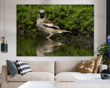 Appelvink (Coccothraustes coccothraustes) van Ronald Pol