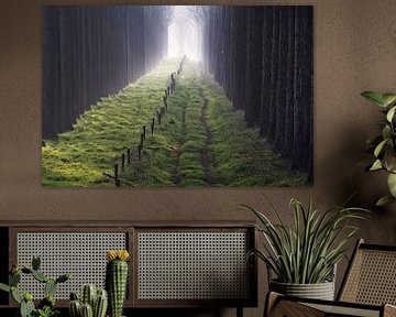 "......naar het licht"