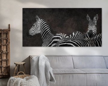 Zebra's