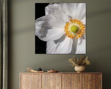 Anemone Hybrida by Daan van den Hoek