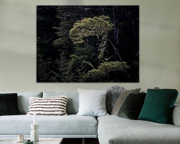 Suncatcher. Small tree catches light among forest giants.