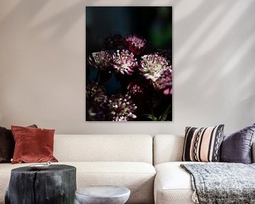 Zeeuws knoopje in donkere aubergine en groene kleuren - Winter en herfst natuur fotografie van Christa Stroo fotografie