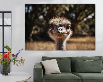 Curious ostrich close-up by Art & Soul Creations