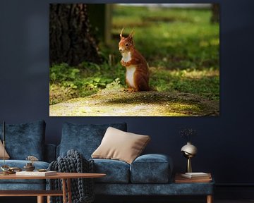 Ein rotes Eichhörnchen steht hoch aufgerichtet