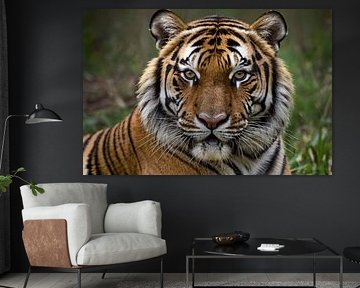 Close-up of beautiful tiger by Art & Soul Creations