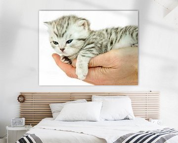 Kitten british shorthair silver tabby spotted lying on a hand von Ben Schonewille