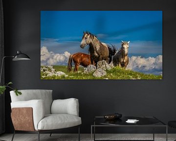Chevaux sauvages