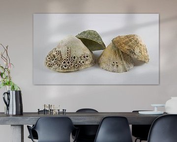 Compositie van schelpen 1