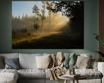 Lumière du matin