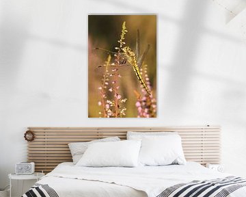 Porträt einer goldenen Libelle.3
