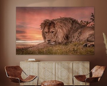 Leeuw liggend op savanne tijdens zonsondergang van Wildlife Designs