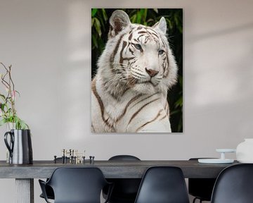 Portret van Witte Tijger met hemelsblauwe ogen van Wildlife Designs