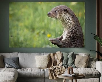 European Otter (lutra lutra) shows the way by Wildlife Designs