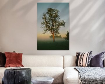 Boom vangt eerste licht in mist landschap van Jisca Lucia
