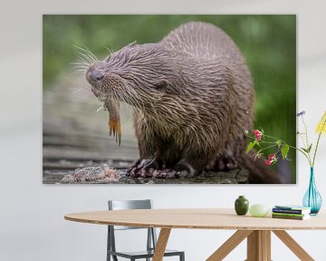 European otter (lutra lutra) eats a fish by Wildlife Designs