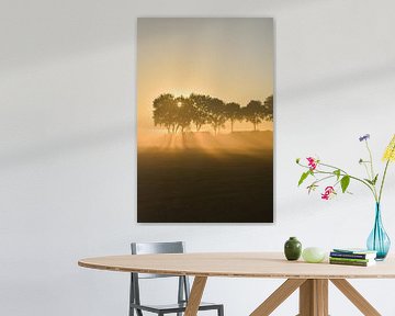 Golden morning light in the fog