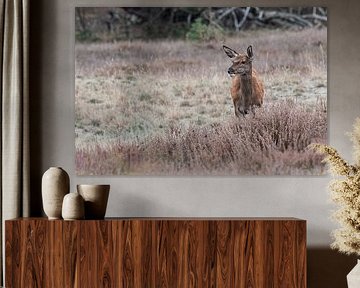 Hoge Veluwe