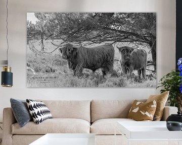 Scottish Highlanders