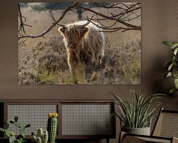 Scottish Highlanders