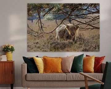 Scottish Highlanders