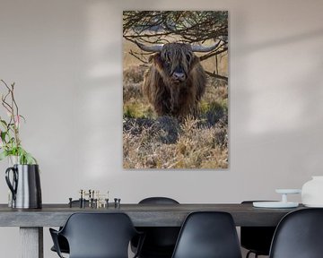 Scottish Highlanders