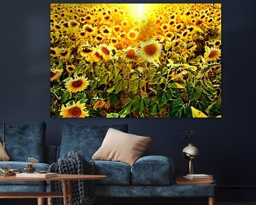veld met zonnebloemen in tegenlicht