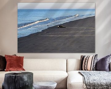 Phoque sur la plage de sable de la mer des Wadden sur l'île de Schiermonnikoog 's tôt le matin au lever du soleil sur Studio LE-gals