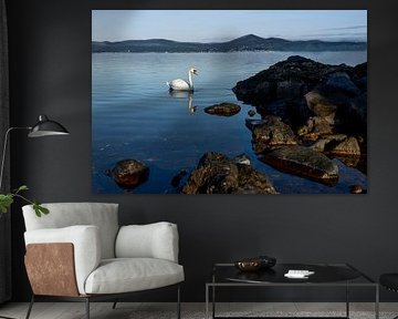 Photo nature Cygne blanc sur le Lago di Bracciano Italie