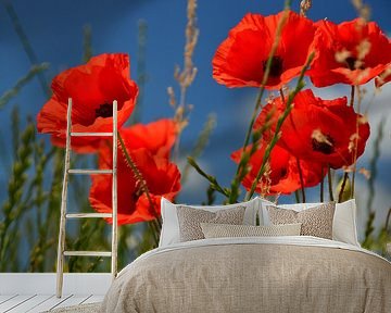 Poppies by Jaco Verheul