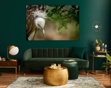 Adembenemende Vale Gier close up portret van Wildlife Designs